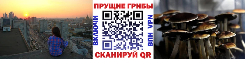 Псилоцибиновые грибы Psilocybe  Купить закладки  Нерюнгри 